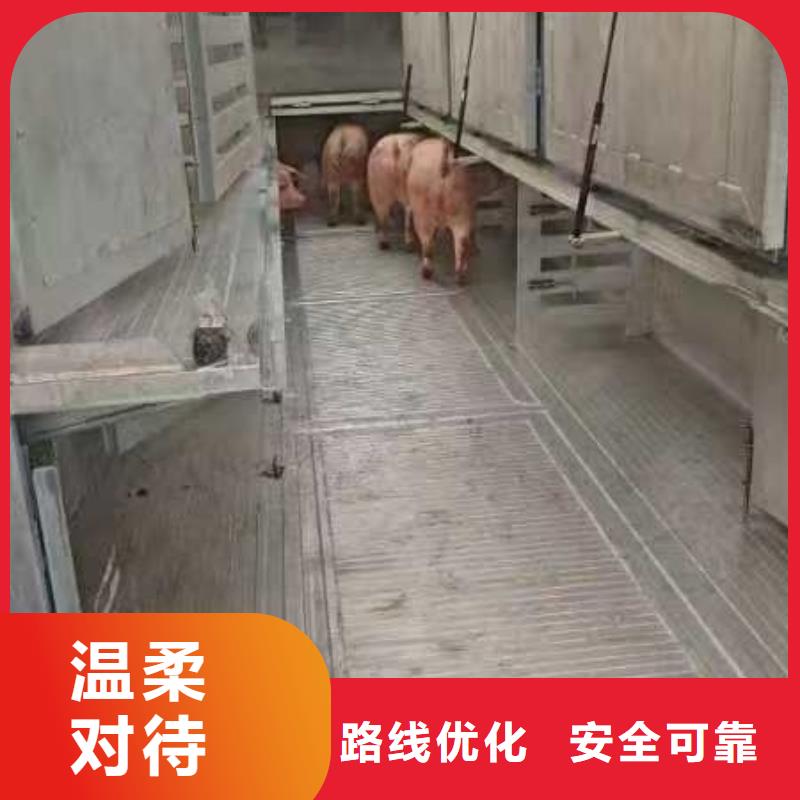 濱州到泰州種豬恒溫車運輸精準無誤