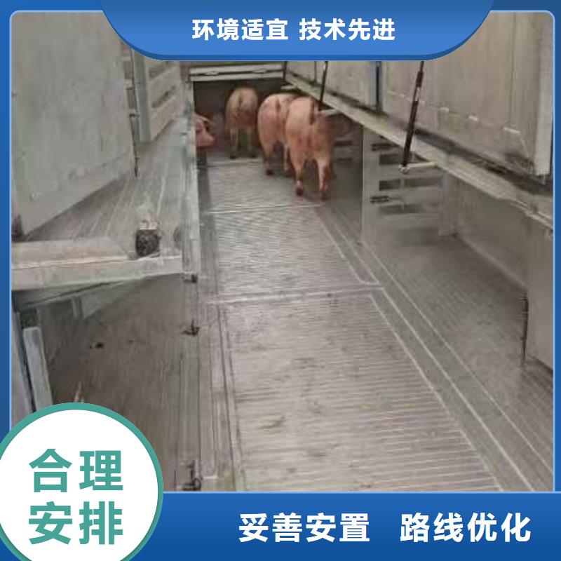 宿遷市沭陽到許昌高欄車肥豬運輸快捷