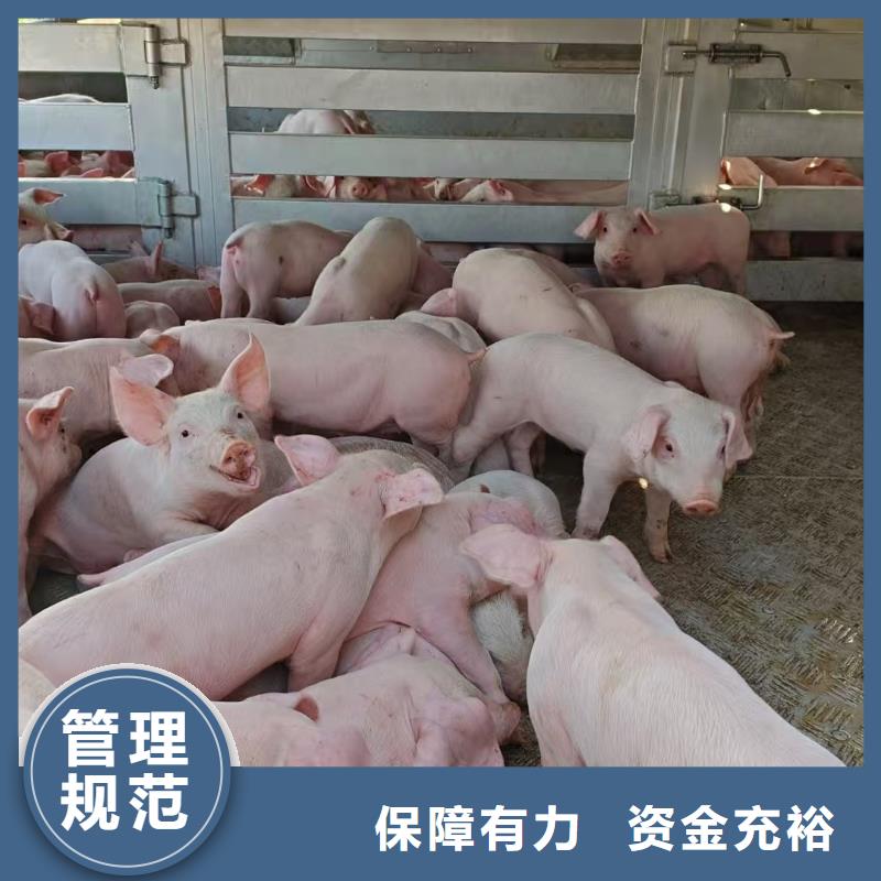 淄博到商洛活禽牲畜-牛运输安静舒适