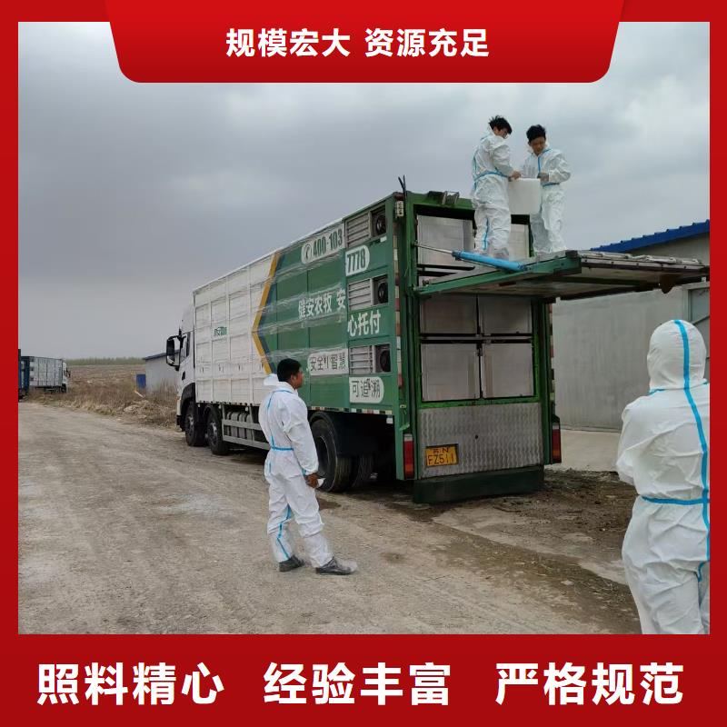 泗洪縣到鐵嶺豬運輸保障有力