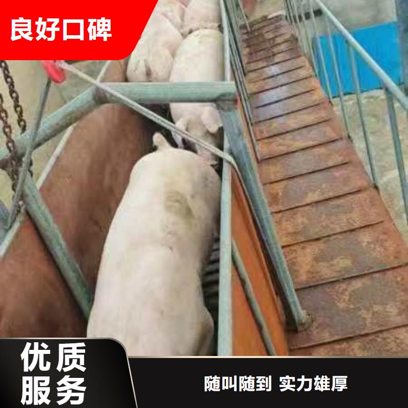 宿遷泗陽到萍鄉生豬恒溫車運輸網絡廣泛