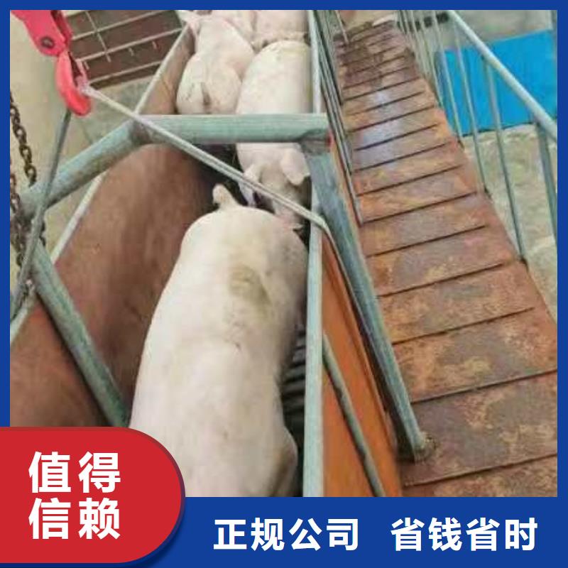 沛縣到仔豬運(yùn)輸恒溫車實(shí)力公司制造廠家