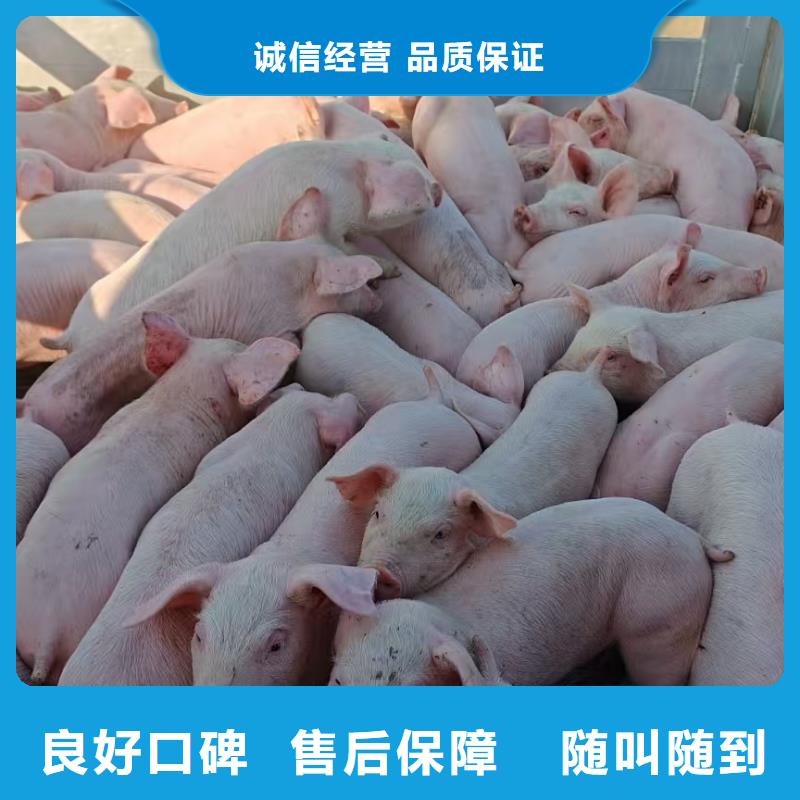 泗陽到池州仔豬運輸