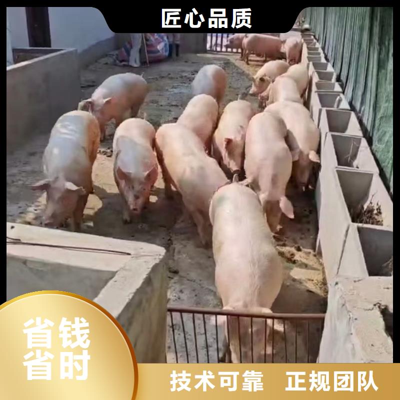 浙江到池州生豬運輸