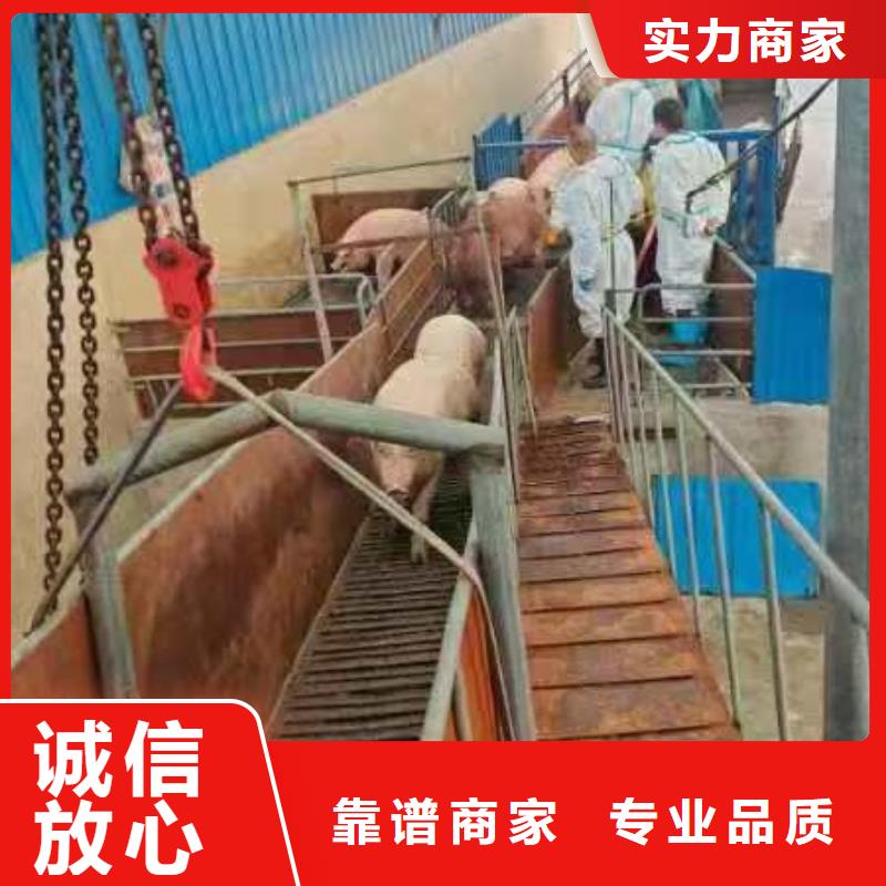 蘇州到舟山種仔豬運輸-空調車透明