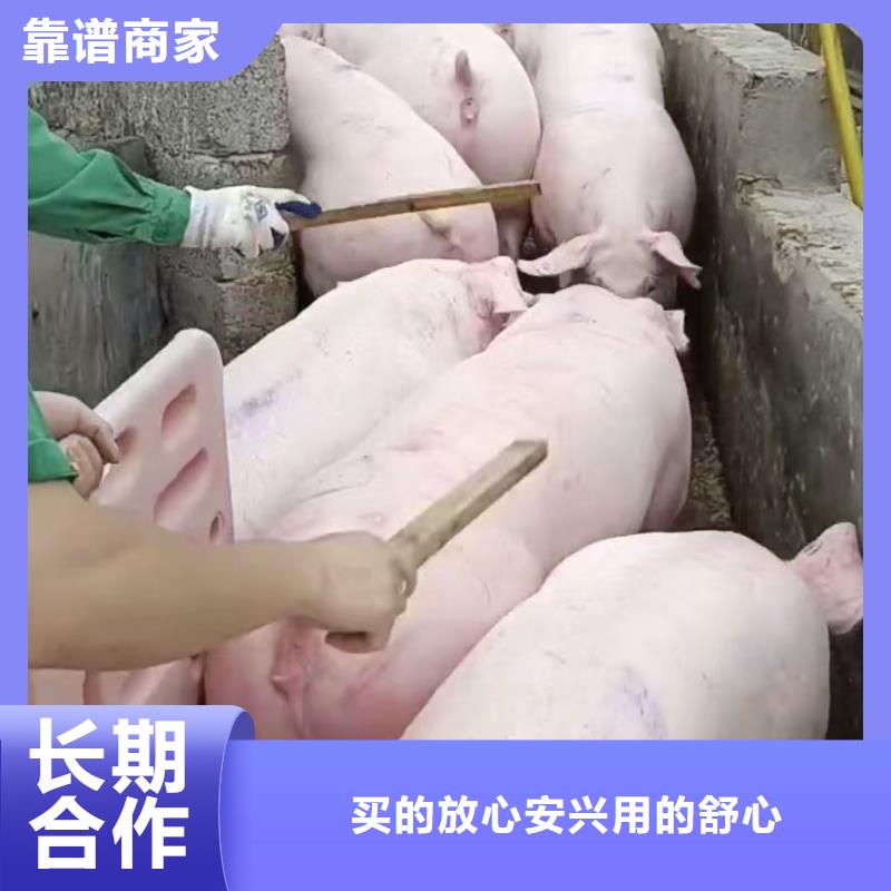 沭陽到淄博活禽物流-空調車多年經驗