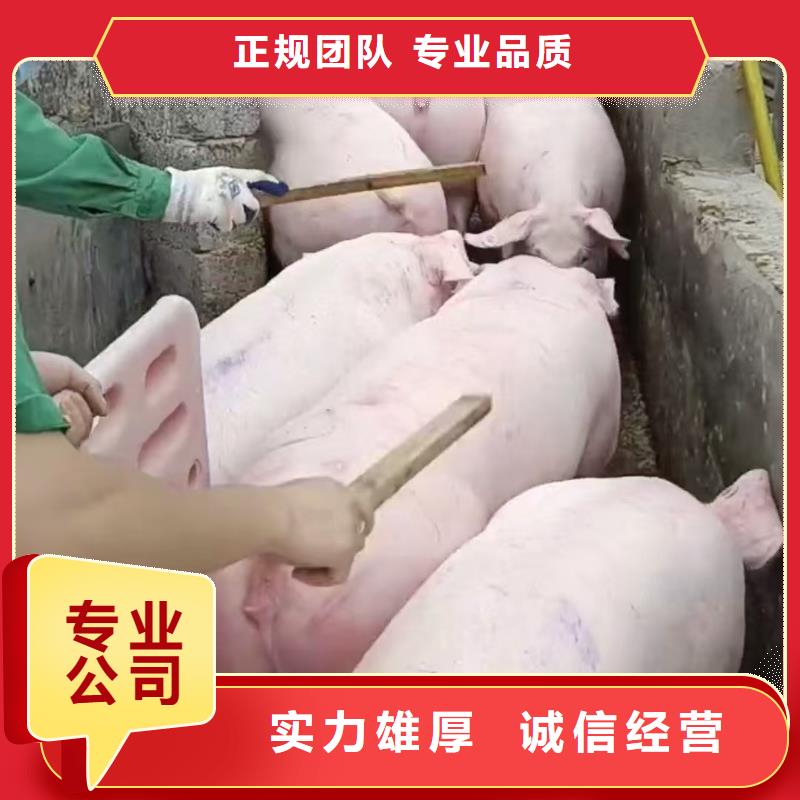 泗洪到黔東南豬牛羊運輸-空調車護航