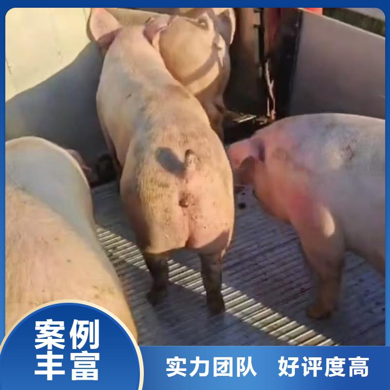 安徽到池州恒溫車運輸