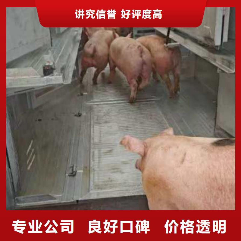 沭陽到滁州仔豬運(yùn)輸誠(chéng)信種豬運(yùn)輸