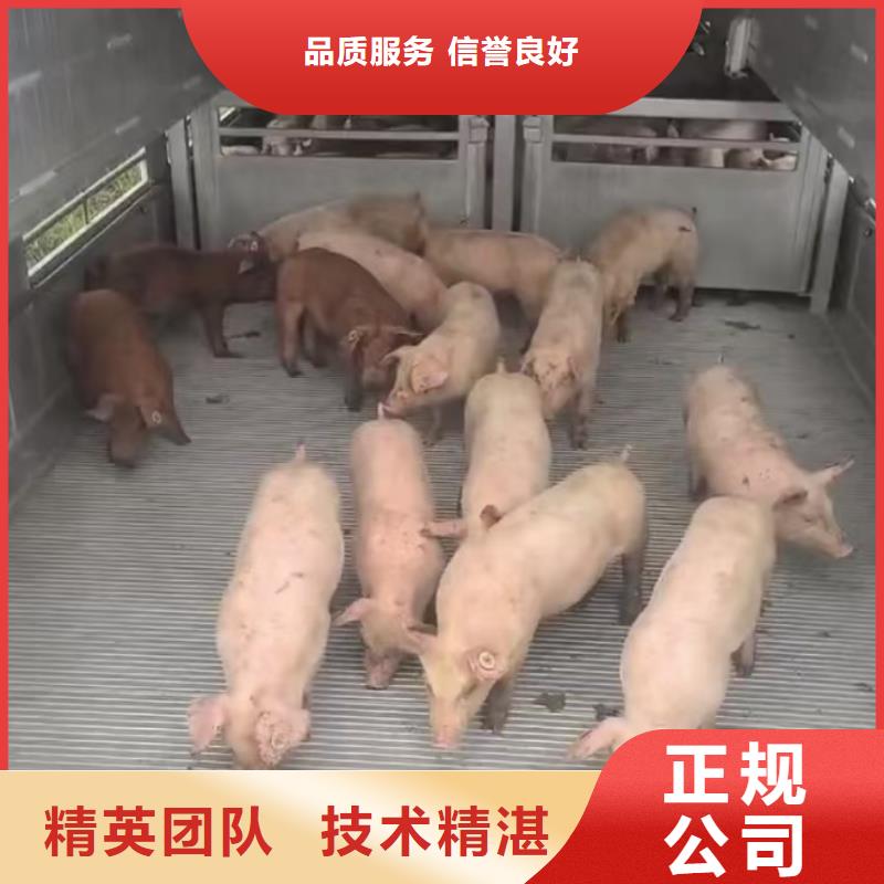 宿遷市沭陽到邵陽生豬物流-恒溫車實力團隊
