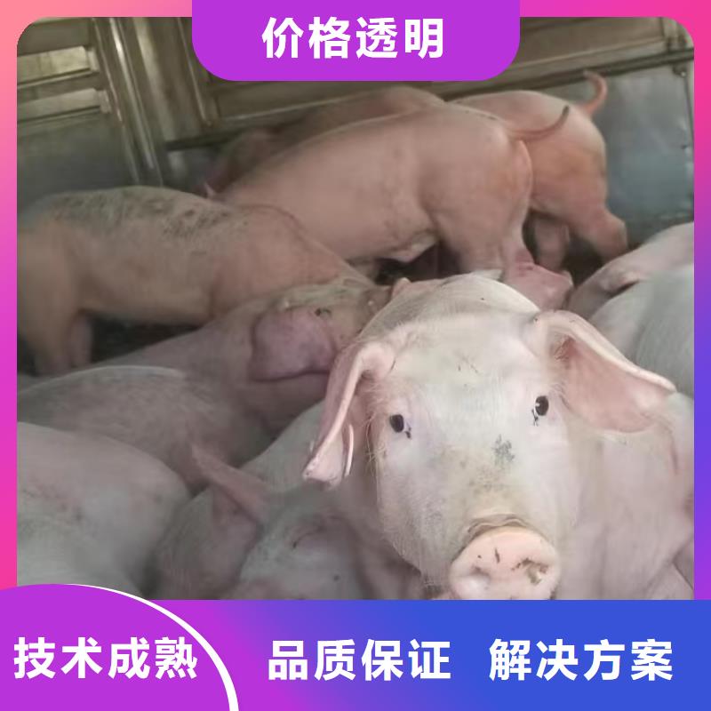 浙江到池州活禽運輸