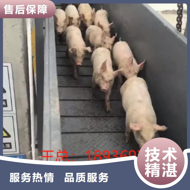 泗洪到舟山豬牛羊運輸
