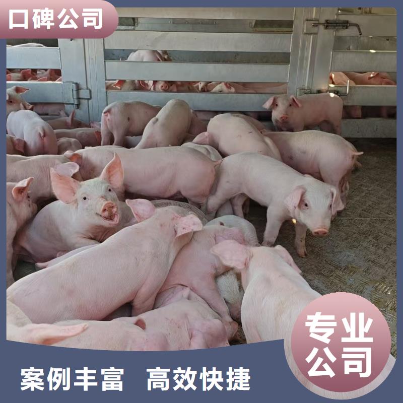 安徽到無錫豬牛羊運輸