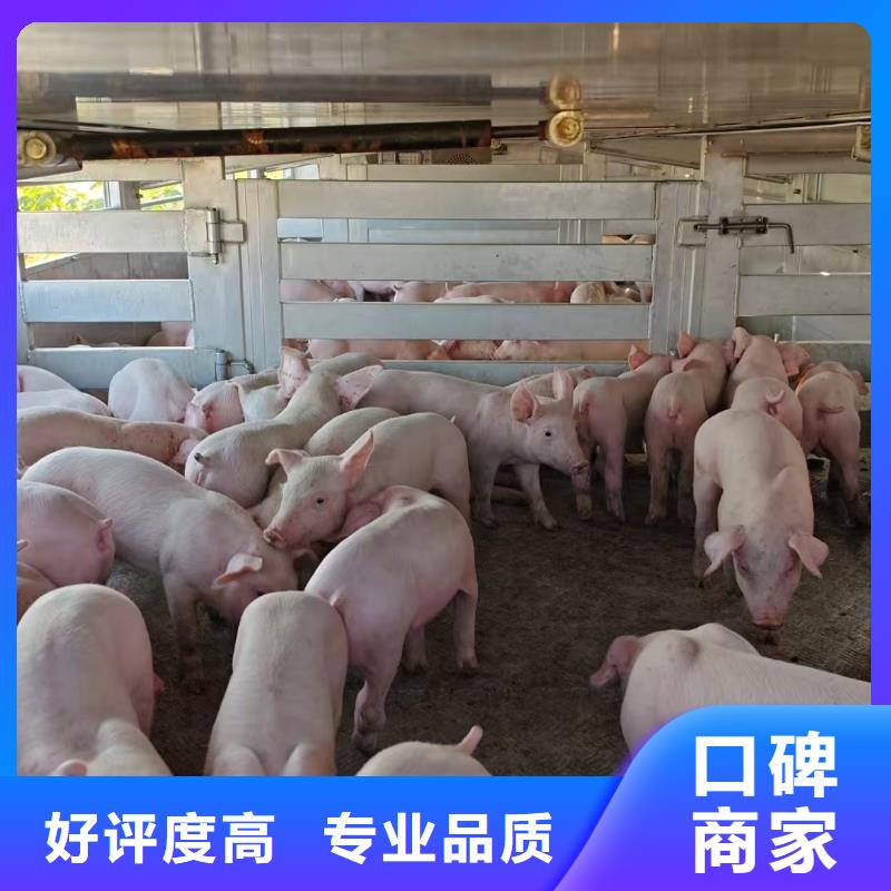 沭陽縣至涼山活禽運輸恒溫車專業公司