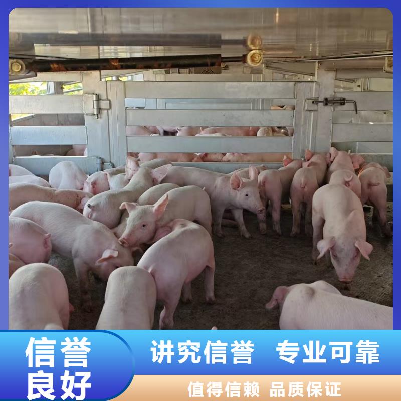 浙江到宣城猪牛羊运输