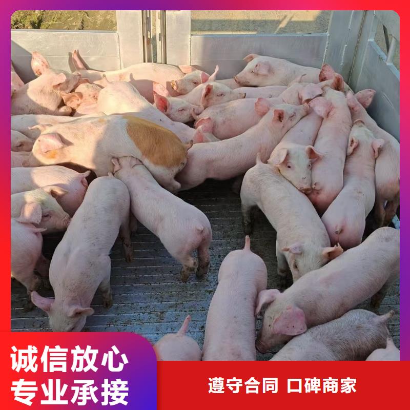盐城到河南二育运输-专用车方便快捷