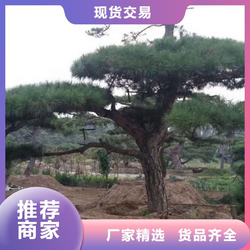 生产泰山迎客松_优质厂家加工定制