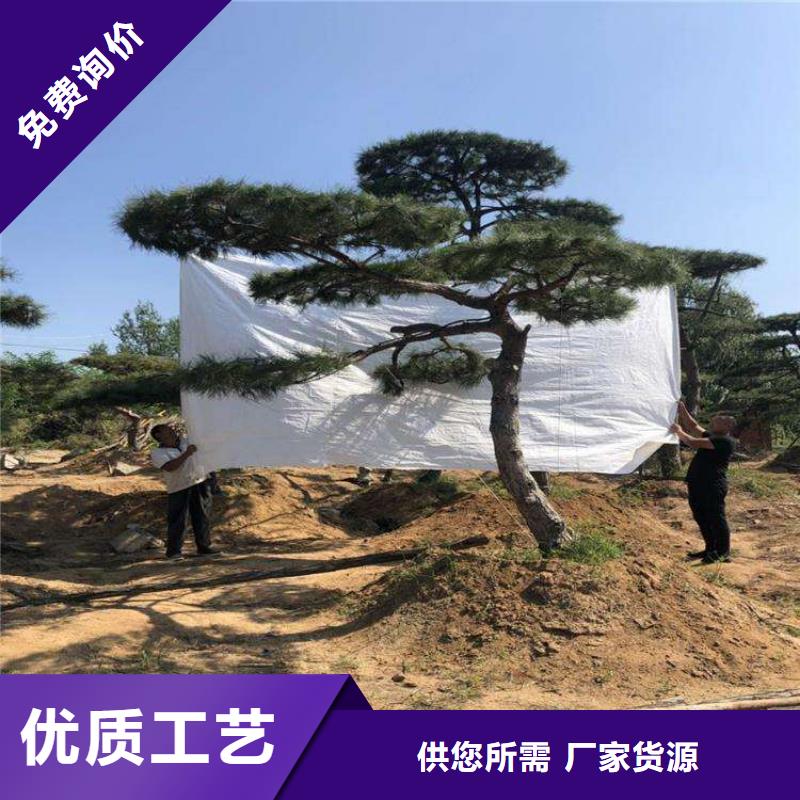 泰山迎客松质量可靠的厂家本地公司