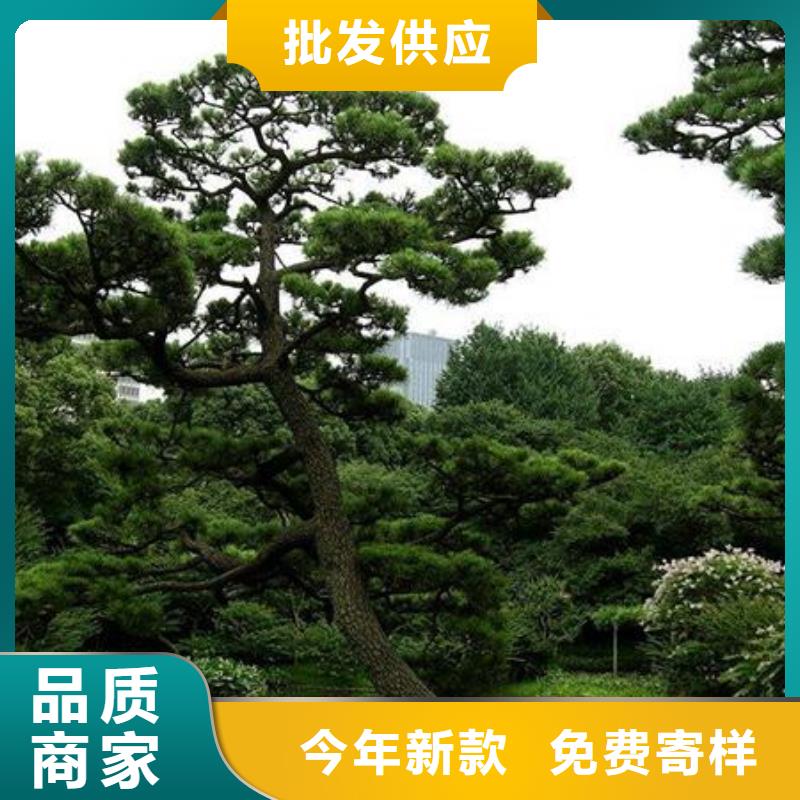 造型景松介绍免费安装