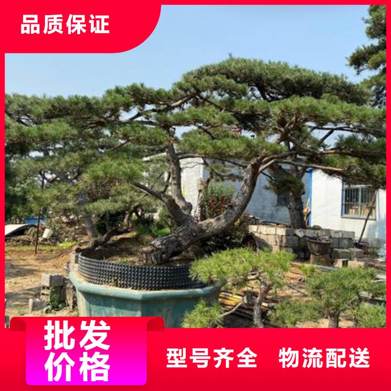 泌阳县造型油松热卖中现货交易