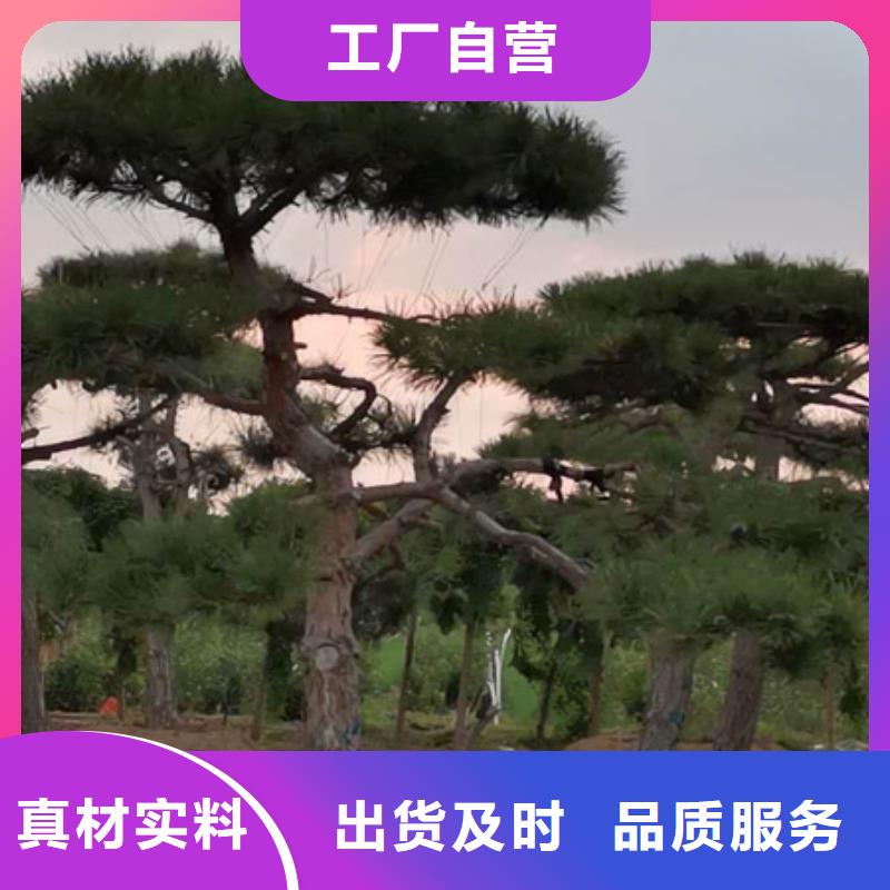 批发黑松_品牌厂家选择我们没错