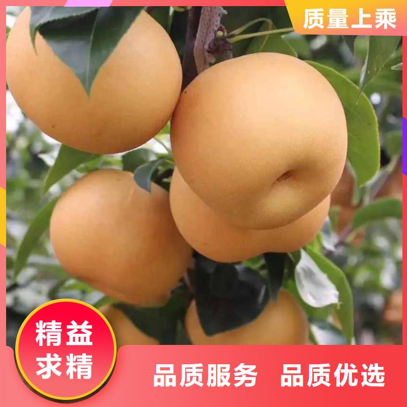 秋月梨种植苗品种质量层层把关