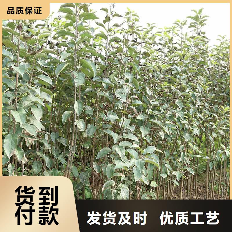 秋月梨种植苗批发多少钱优选好材铸造好品质