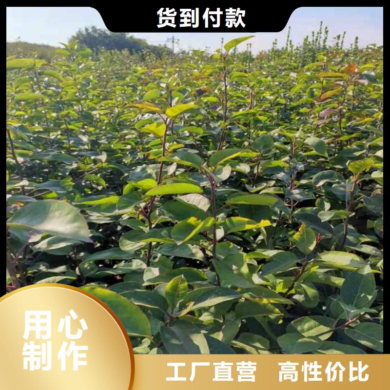 秋月梨种植苗一亩地利润量大从优