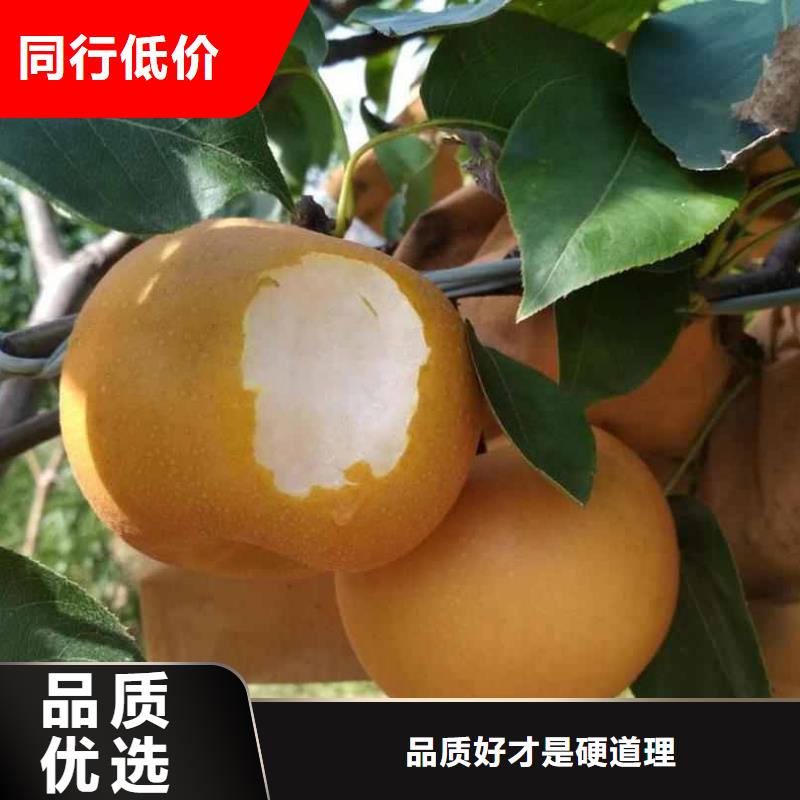 秋月梨种植苗新品种本地生产厂家