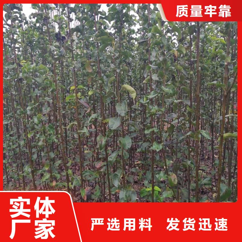 秋月梨种植苗批发当地经销商