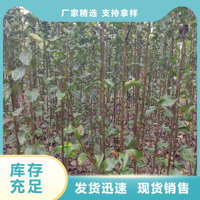 秋月梨苗种植基地让客户买的放心