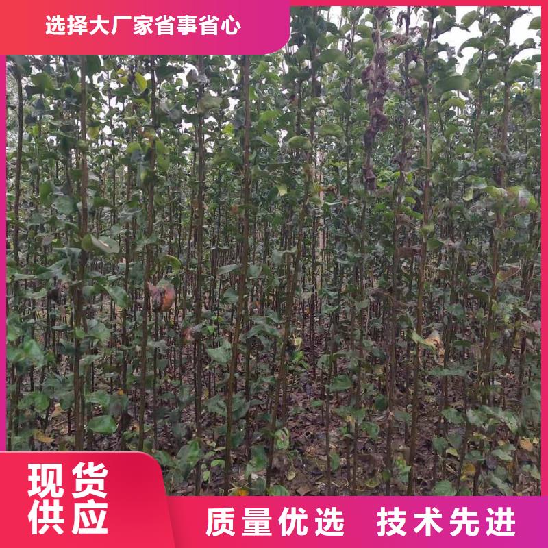 秋月梨种植苗苗木基地供货及时