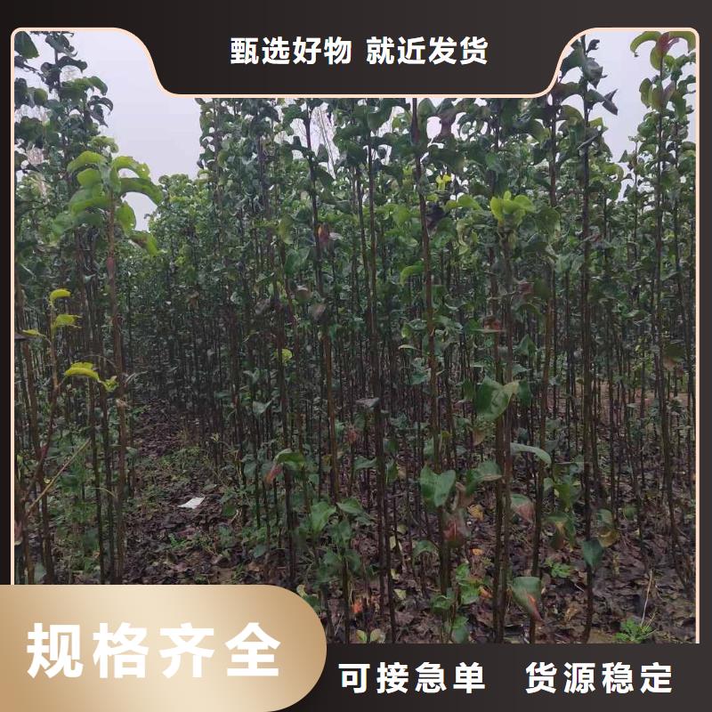 秋月梨种植苗批发低价附近公司