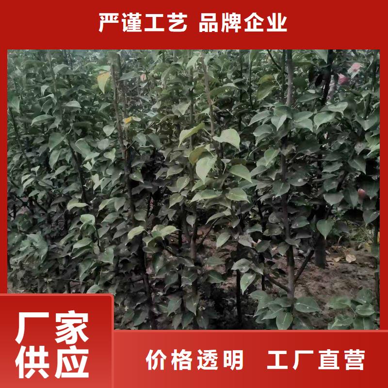 秋月梨种植苗批发低价市场报价