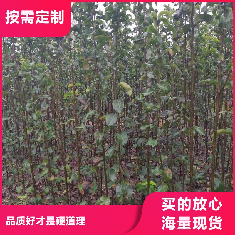 秋月梨树苗种植方法高品质诚信厂家