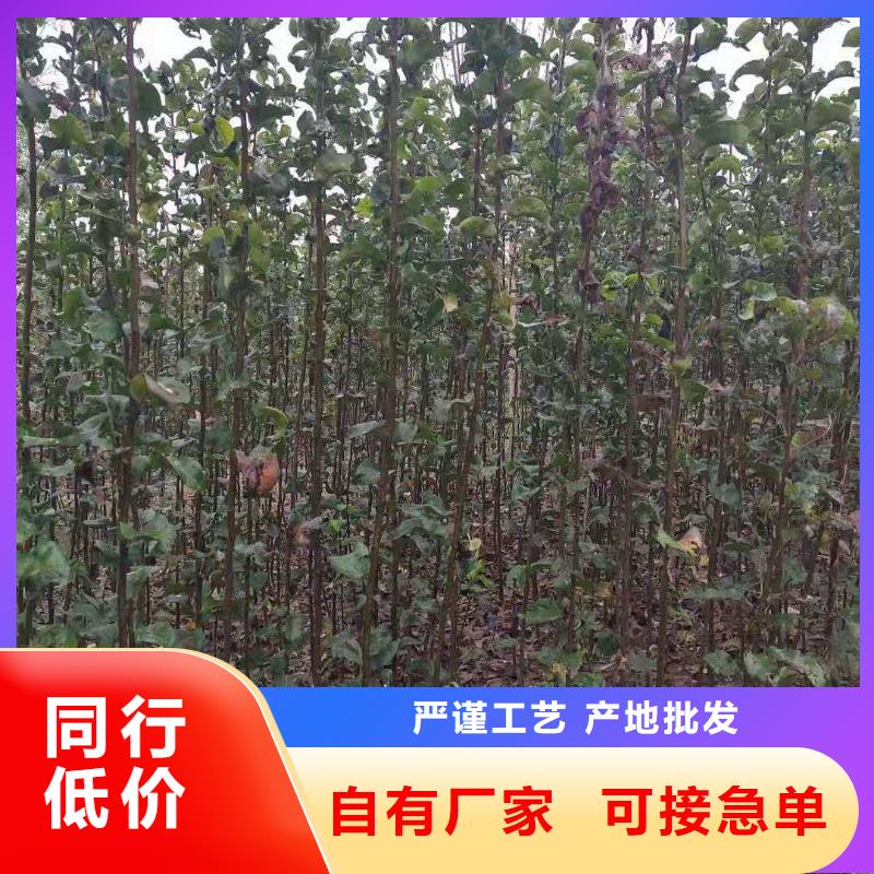 秋月梨种植苗什么价格当地生产厂家