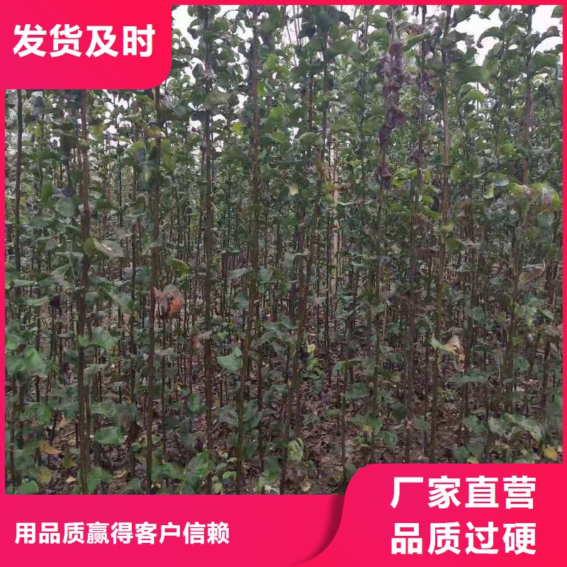 秋月梨种植苗一棵多少钱同城供应商