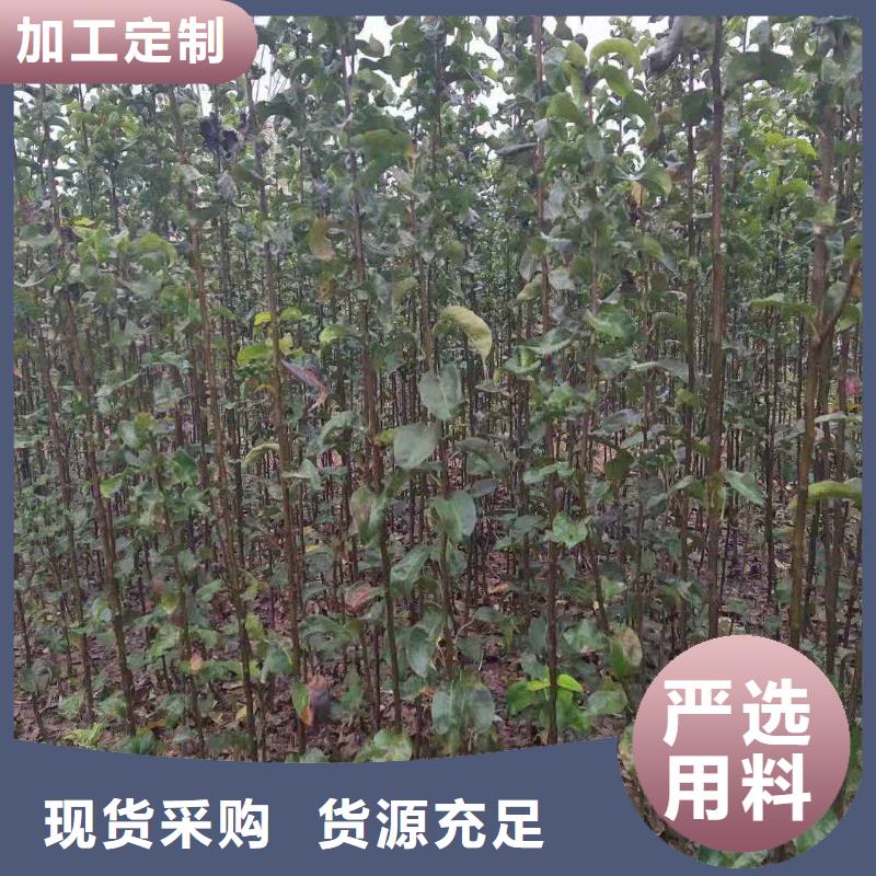 秋月梨种植苗批发低价工艺精细质保长久