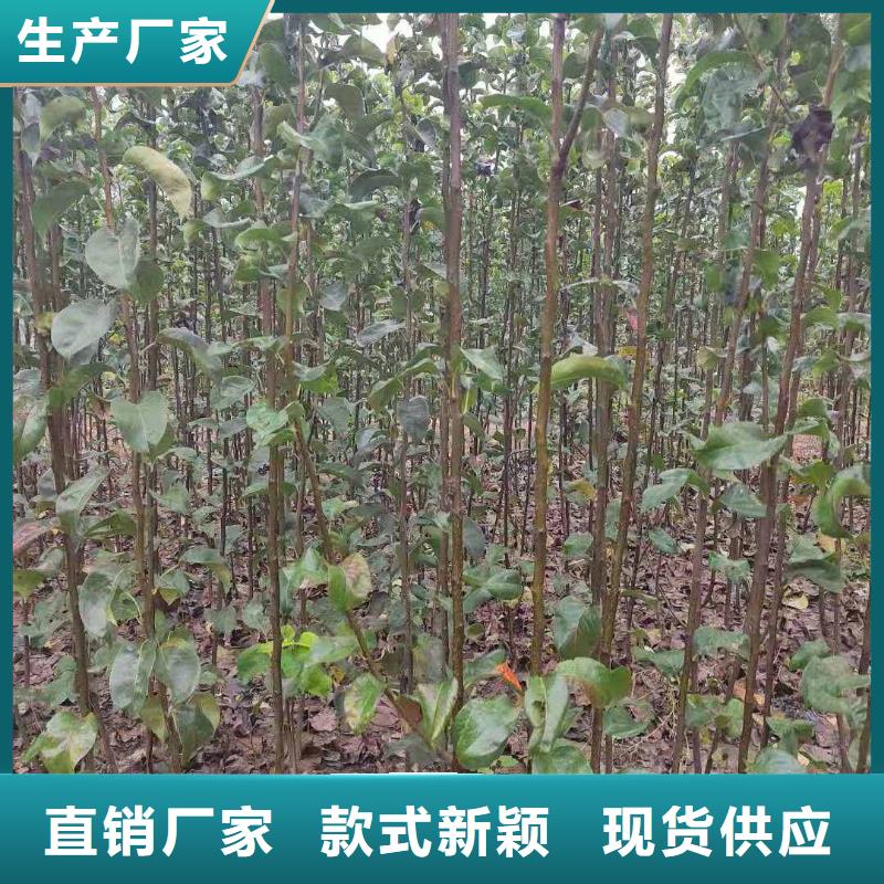 秋月梨苗种植时间客户满意度高