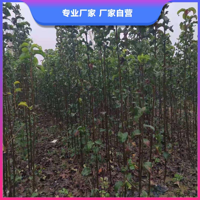 秋月梨种植苗原产地实力大厂家