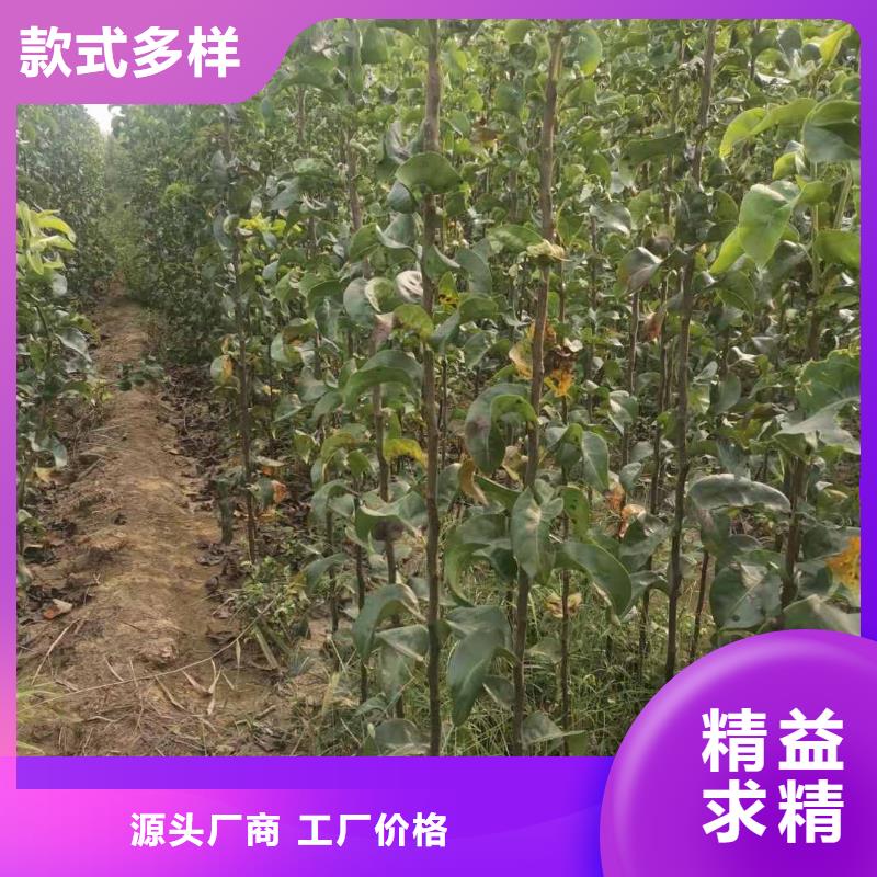 秋月梨种植苗新品种当地制造商