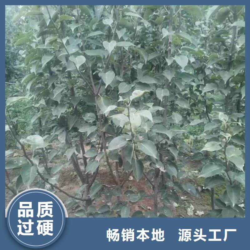 秋月梨种植苗基地当地品牌