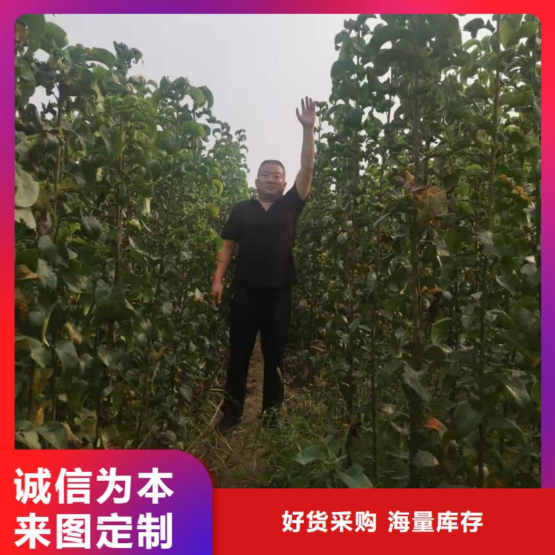 秋月梨苗什么价格服务始终如一