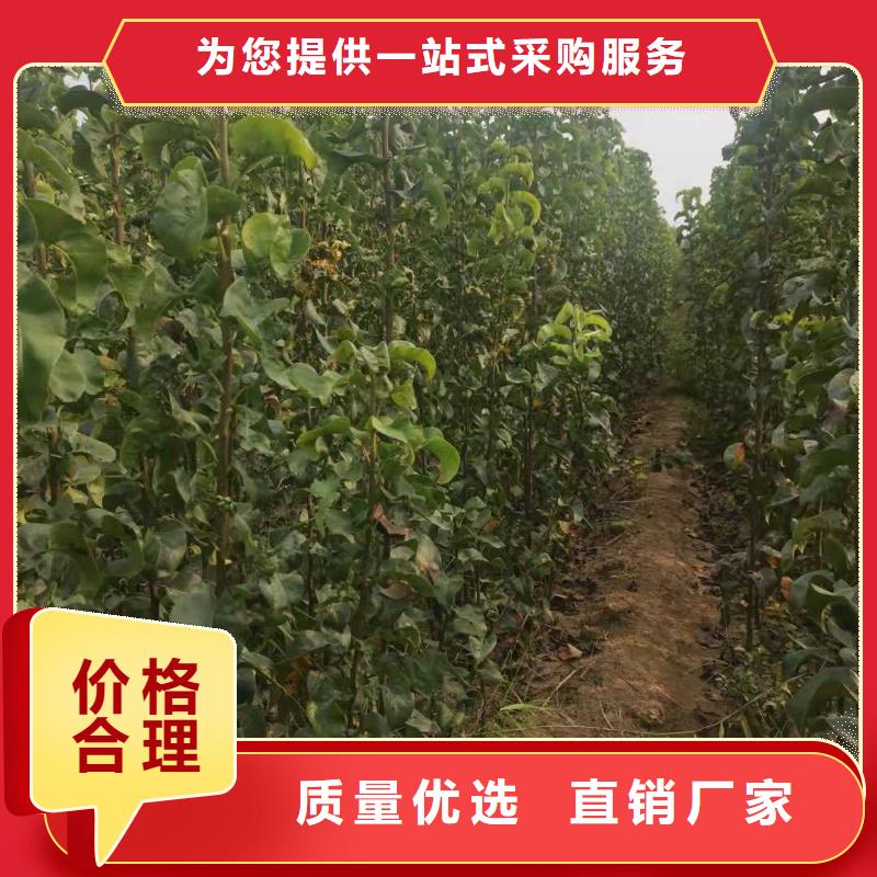 秋月梨种植苗怎么买附近公司