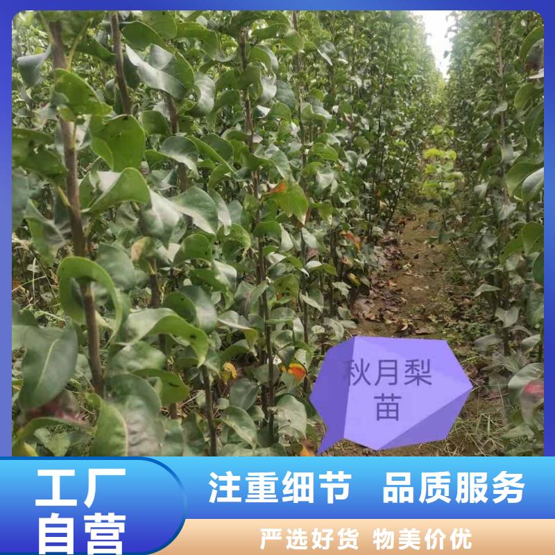 秋月梨苗种植技术品质保障价格合理