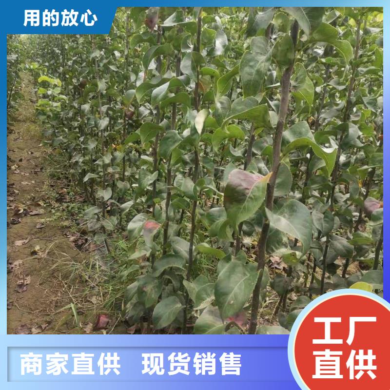 襄樊秋月梨种植苗怎么买本地供应商