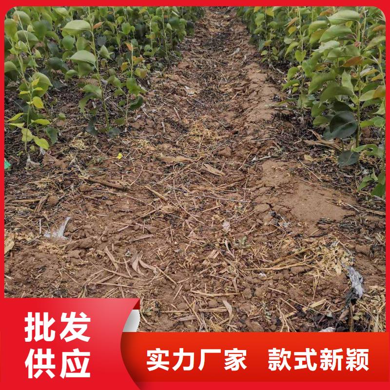 秋月梨种植苗生产基地质量上乘