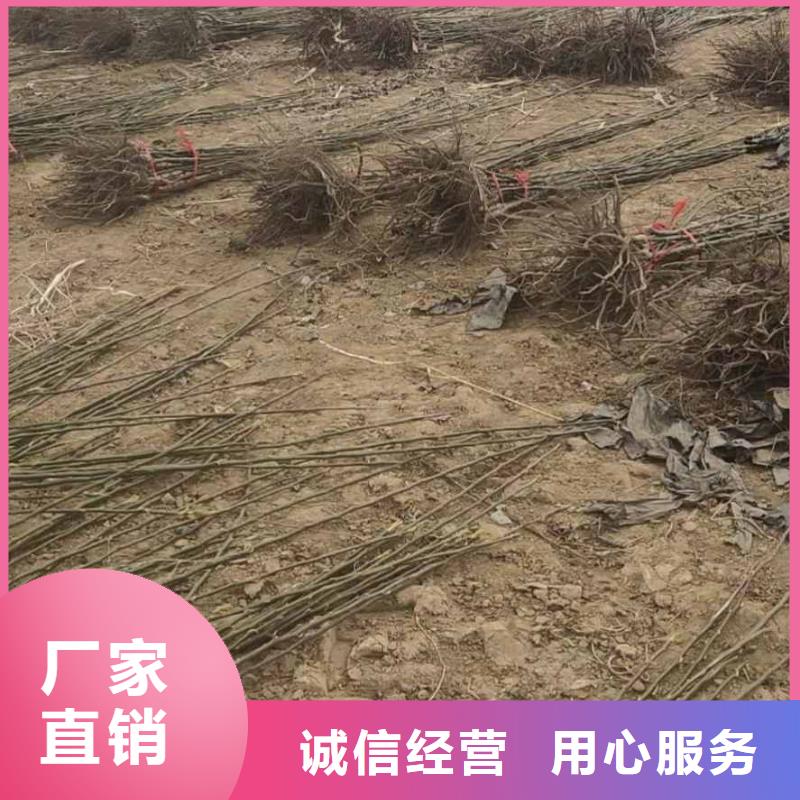 秋月梨树苗种植基地追求品质