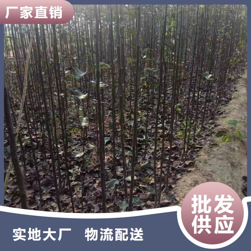 秋月梨种植苗怎样购买同城制造商