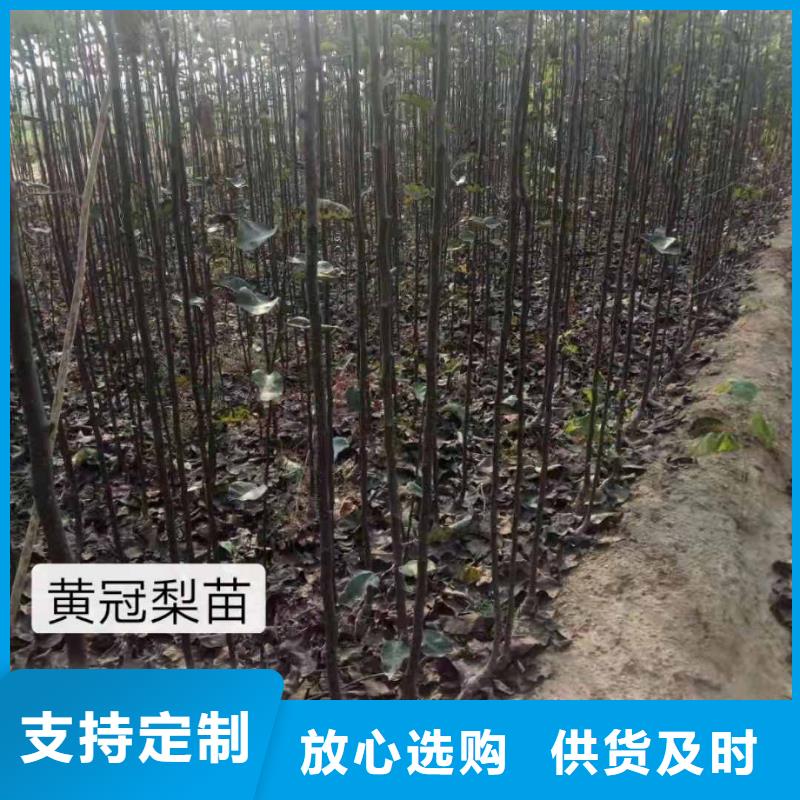 秋月梨种植苗批发欢迎来厂考察